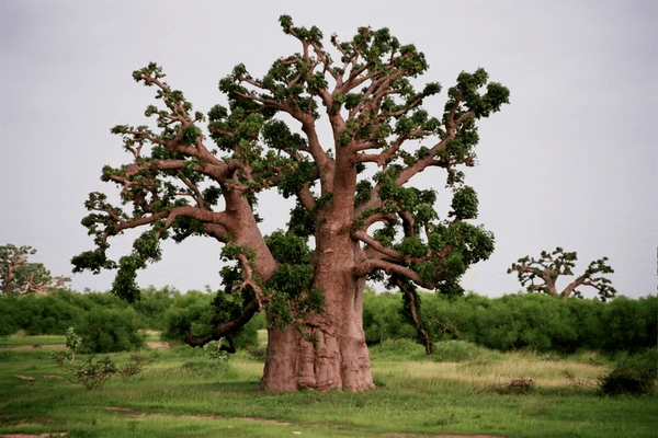 Baobab, symbole du Sahel